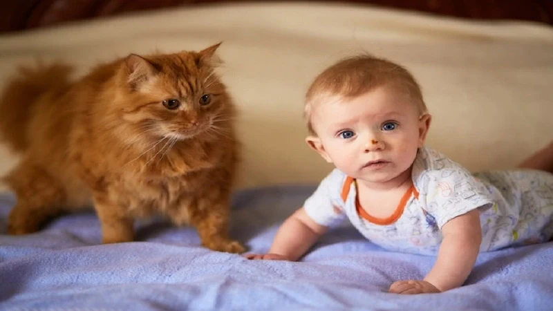 Baby:po7rqszg-9y= Cat